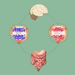 Psicosomatica: probiotici per il cervello
